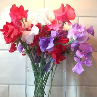 SWEET PEA SEEDS - PATRIOTIC MIX