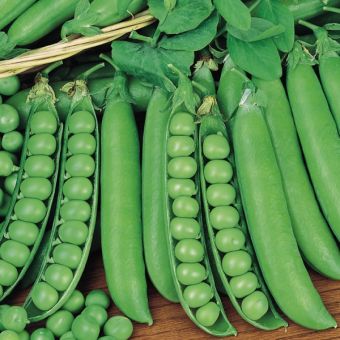 Pea Hurst Green Shaft