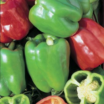 Pepper (Sweet) Mixed