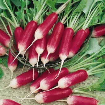 Radish French Breakfast