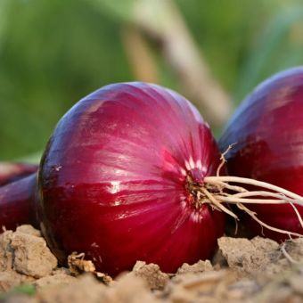 Red Karmen Onion 1421mm 500g