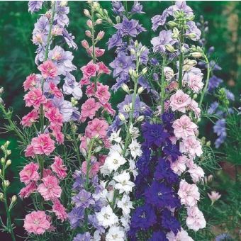 Larkspur Seeds - Little Rocket Mix