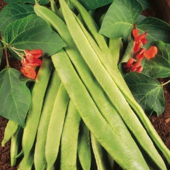 Runner Bean Enorma