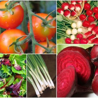 Salad Vegetable Collection