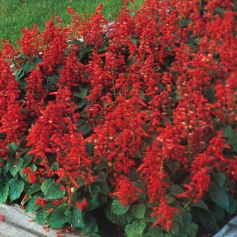 Salvia Blaze of Fire