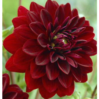 DAHLIA DECORATIVE 1 ARABIAN NIGHT
