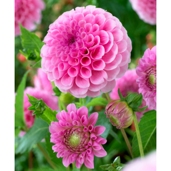 DAHLIA POMPON STOLZE VON BERLIN