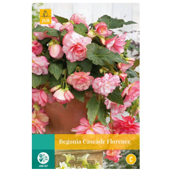 Begonia Cascade Florence