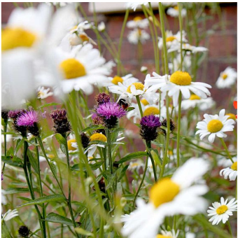 Pretty Perennials Mix