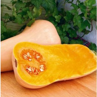 Squash Seeds - F1 Hunter