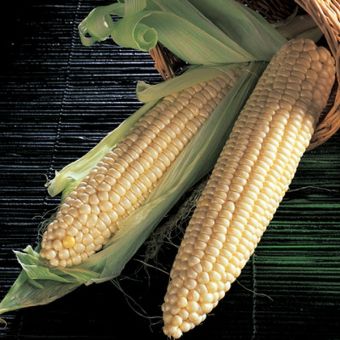 Sweet Corn Early Extra Sweet F1 SH
