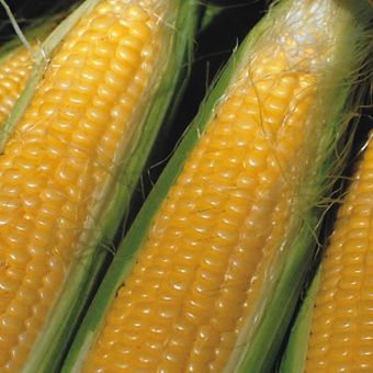 Sweet Corn Sweet Nugget F1 SH