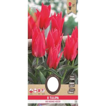 Tulip Greigii Oriental Beauty 1112 - 8 pieces