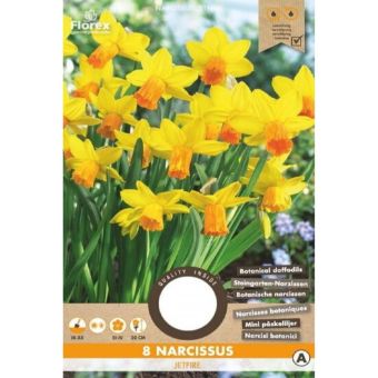 Florex Narcissus Daffodil Jetfire (8 Bulbs) – Hardy Botanical Daffodils