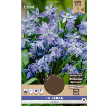 Florex Bluebell Siberica - 15 Pieces I Hardy Scilla siberica Bulbs