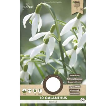 Flower Bulb Snowdrop 'Elwesii' - 10 Bulbs I Greater Snowdrop Galanthus