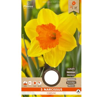 Daffodil Large Crowned Fortune - 5 Bulbs I Yellow and Orange Large-Cupped Narcissus