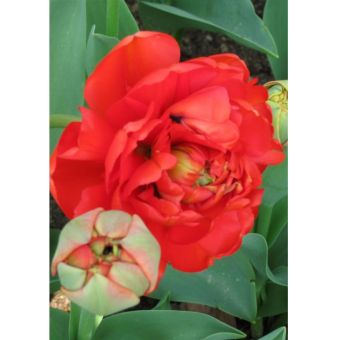 Tulip Miranda - 8 Bulbs I Double Late Red Tulips