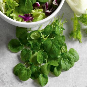 Cress American Land Seeds – Fast Growing Flavourful Salad Leaf for Sandwiches and Garnishes