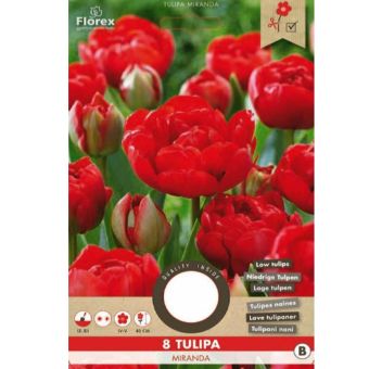 Tulip Miranda - 8 Bulbs I Double Late Red Tulips