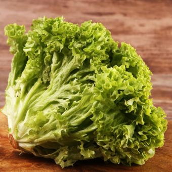 Suttons Lettuce Lollo Bionda Seeds – 500 Seeds – Frilled Leaf Salad, Easy to Grow, RHS Award Winner