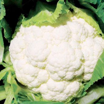 Cauliflower F1 Successional Harvest Mix Seeds – Late Summer to Autumn Crop – 3 Premium F1 Varieties