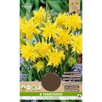 Narcissus Rip van Winkle - 8 Bulbs I Botanical Yellow Daffodils