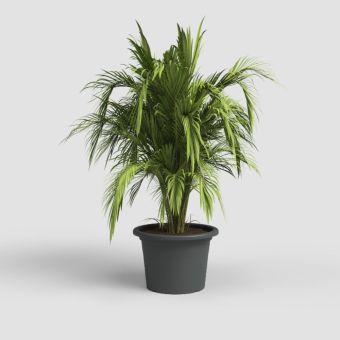 Anthracite Venezia Pot