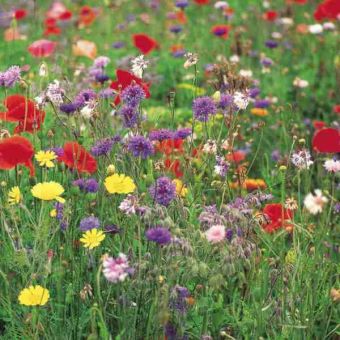 Suttons Wildflower Seeds - Collection 5 Individual Packets