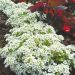 Suttons Seeds - Alyssum - Snow Carpet