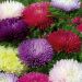 Suttons Seeds - Aster - Tall Fraggle Mix