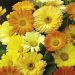 Suttons Seeds - Calendula - Daisy Mix