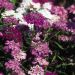 Suttons Seeds - Candytuft - Fairy Mix