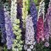 Suttons Seeds - Delphinium - Delight Mix
