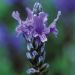 Suttons Seeds - Lavender - Multifida Blue Wonder