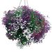 Suttons Seeds - Lobelia - Cascade Mix