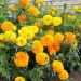 Suttons Seeds - African Marigold - Crackerjack Mix