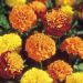 Suttons Seeds - French Marigold - Boy-O-Boy Mix
