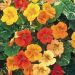 Suttons Seeds - Nasturtium - Tutti Frutti Mix