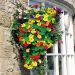 Suttons Seeds - Nasturtium - Dayglow Mix