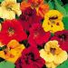 Suttons Seeds - Nasturtium - Jewel Mix