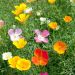 Suttons Seeds - Poppy Californian - Vivid Mix - Pack Of 500