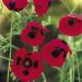 Suttons Seeds - Poppy - Ladybird