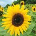 Suttons Seeds - Sunflower - Giant Yellow