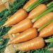Suttons Seeds - Carrot - Chantenay Red Cored 2