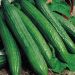 Suttons Seeds - Cucumber - Telegraph Improved