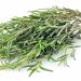 Suttons Seeds - Rosemary