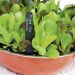 Suttons Seeds - Lettuce - Cos Lettuce Mix