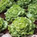 Suttons Seeds - Lettuce - Tom Thumb