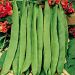 Suttons Seeds - Bean (Runner) - Scarlet Emperor